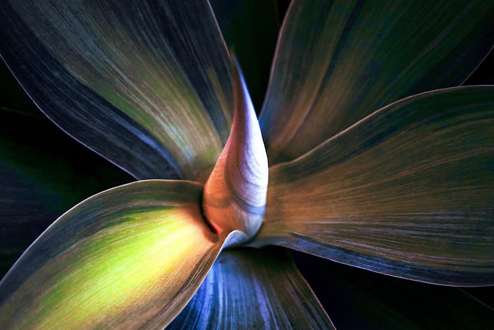 Colorful Botanical Abstract by Robin Wechsler — canvas wall art