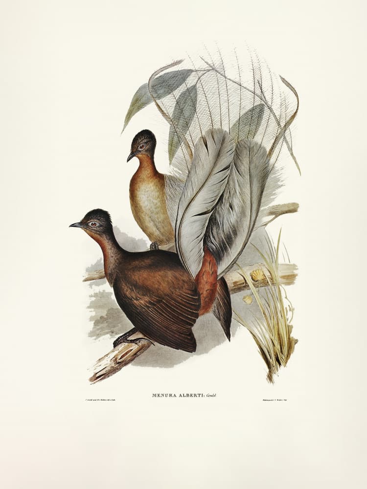 Albert Lyre Bird by Elizabeth and John Gould — canvas wall art