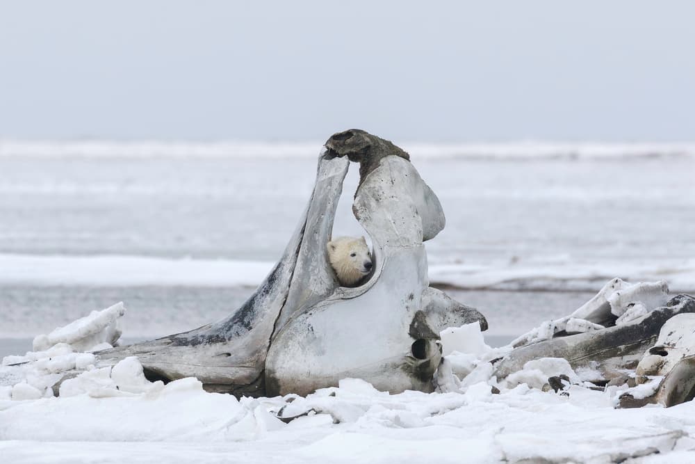 Arctic Cub in Whale Bone by Eiji Itoyama — canvas wall art