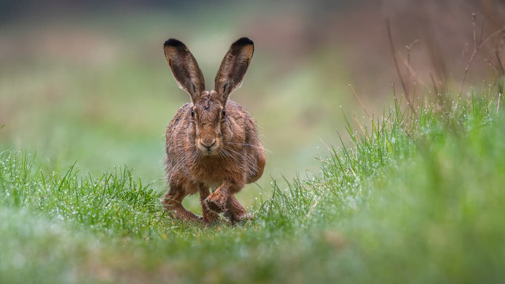 Running Wild Hare by Damian Stopczynski — canvas wall art