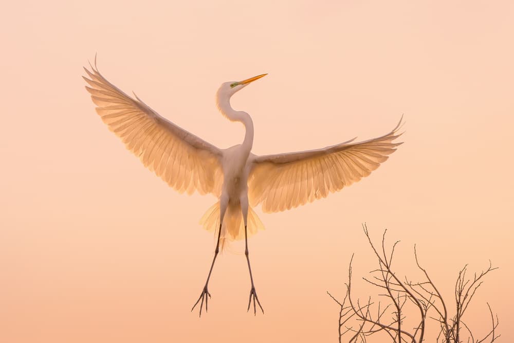 Golden Egret Flight by Qing Zhao — canvas wall art