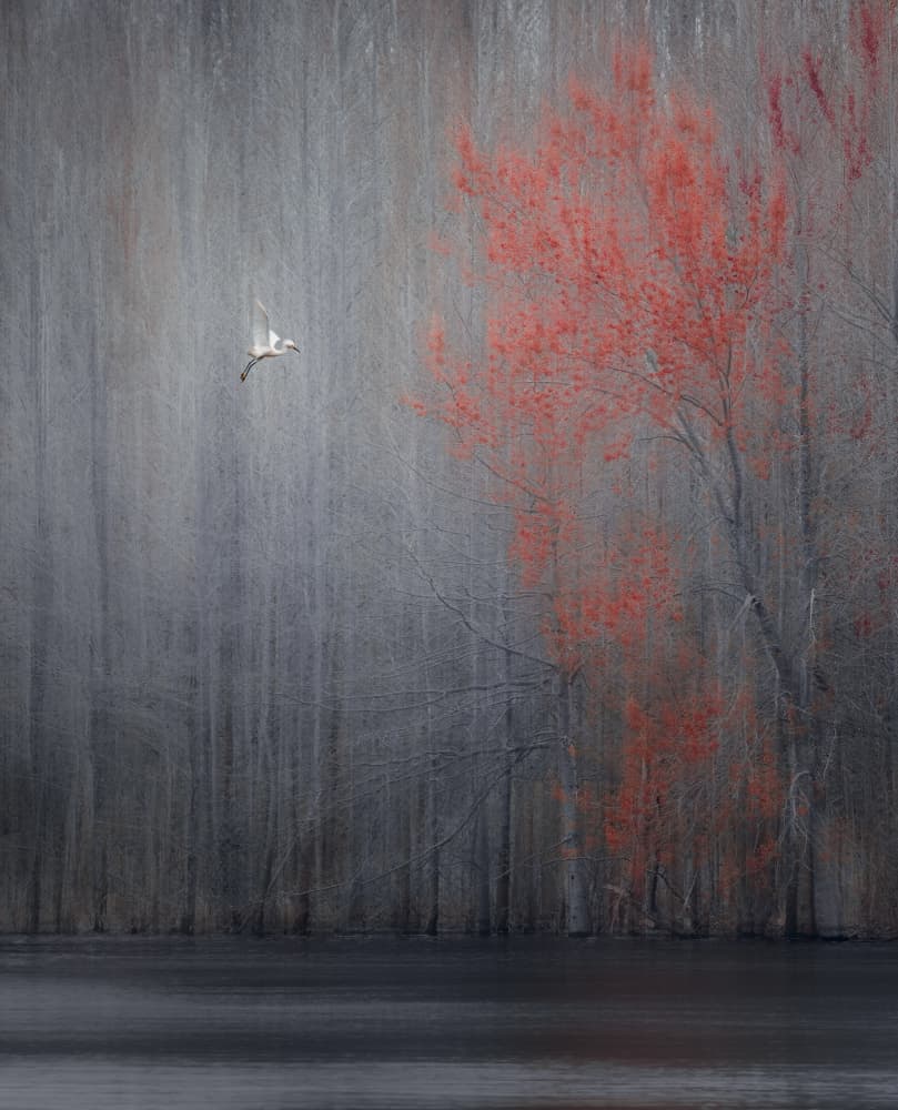 White Bird Red Tree by Wei Xu — canvas wall art