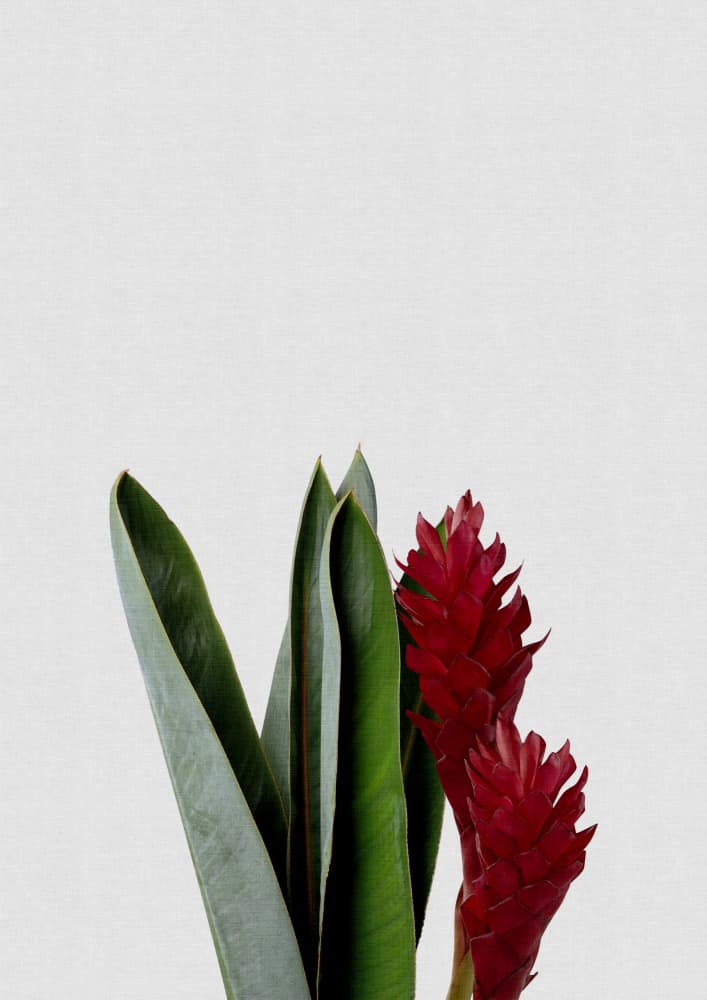 Tropical Red Ginger by Orara Studio — canvas wall art