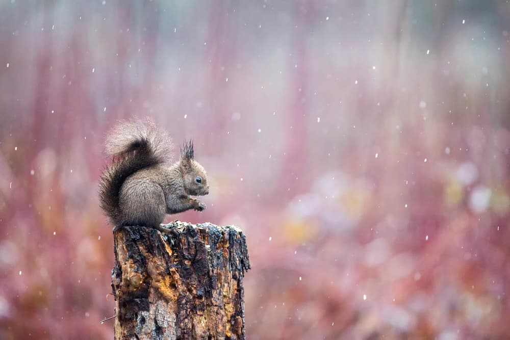Peaceful Winter Squirrel by Marco Redaelli — canvas wall art