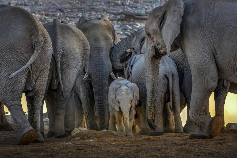 Elephant Family Gathering by Raymond Ren Rong Liu — canvas wall art