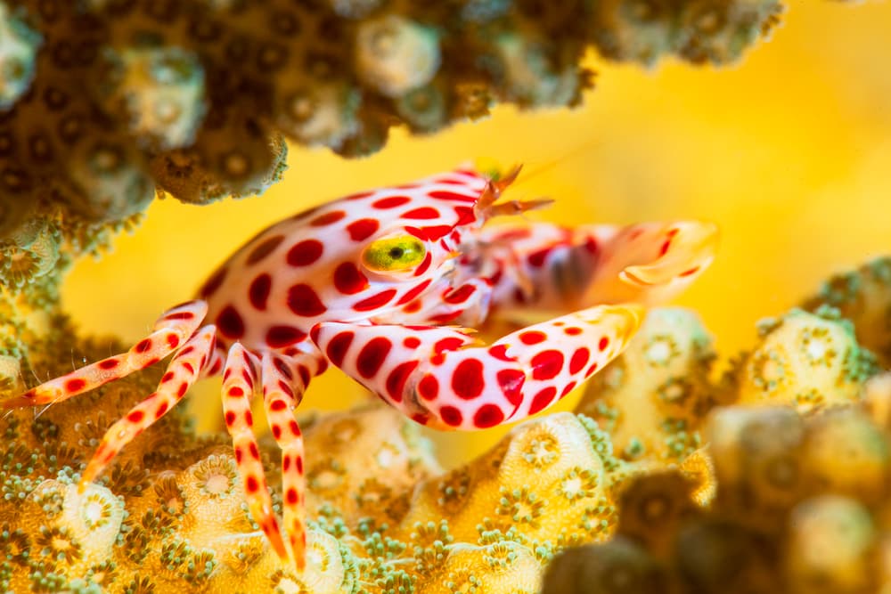 Harlequin Shrimp On Coral by Barathieu Gabriel — canvas wall art