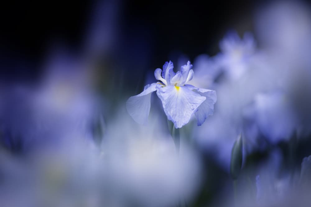 Dreamy Purple Iris by Takashi Suzuki — canvas wall art