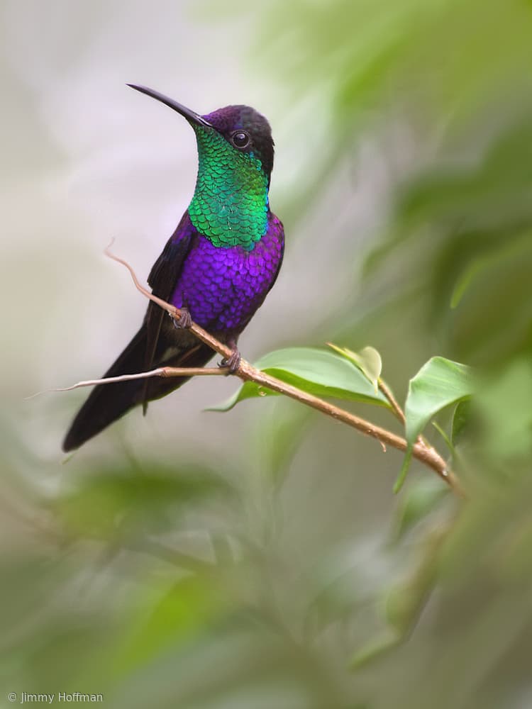 Purple Green Hummingbird by Jimmy Hoffman — canvas wall art