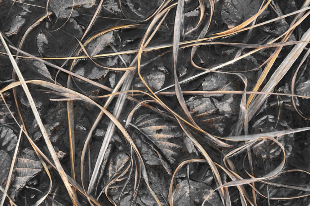 Frosted Winter Grass by Christina Sillen — canvas wall art