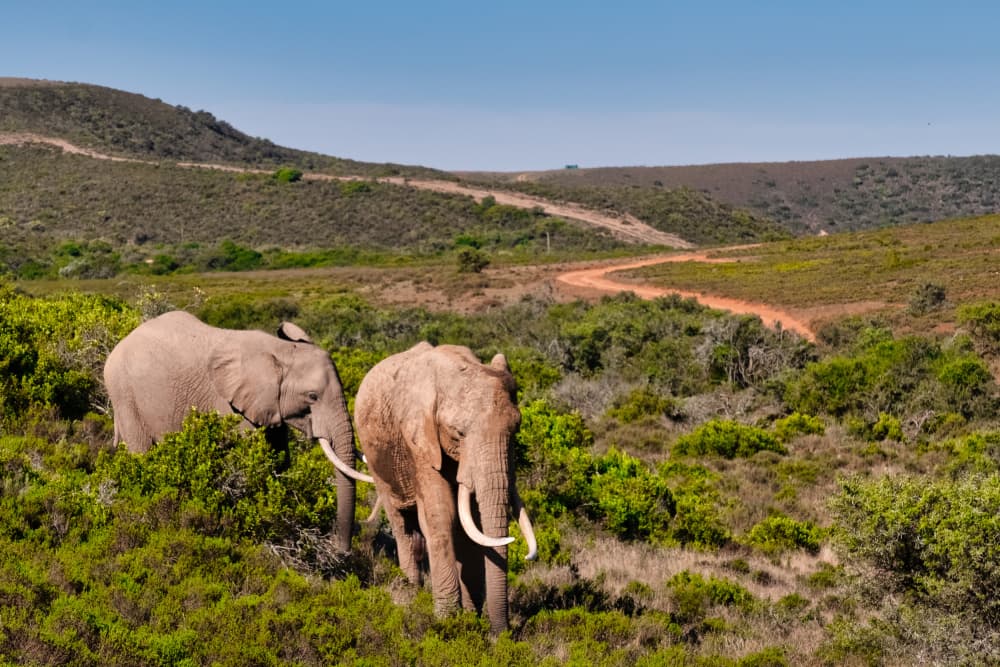 Wild African Elephants by Dan Edwards — canvas wall art