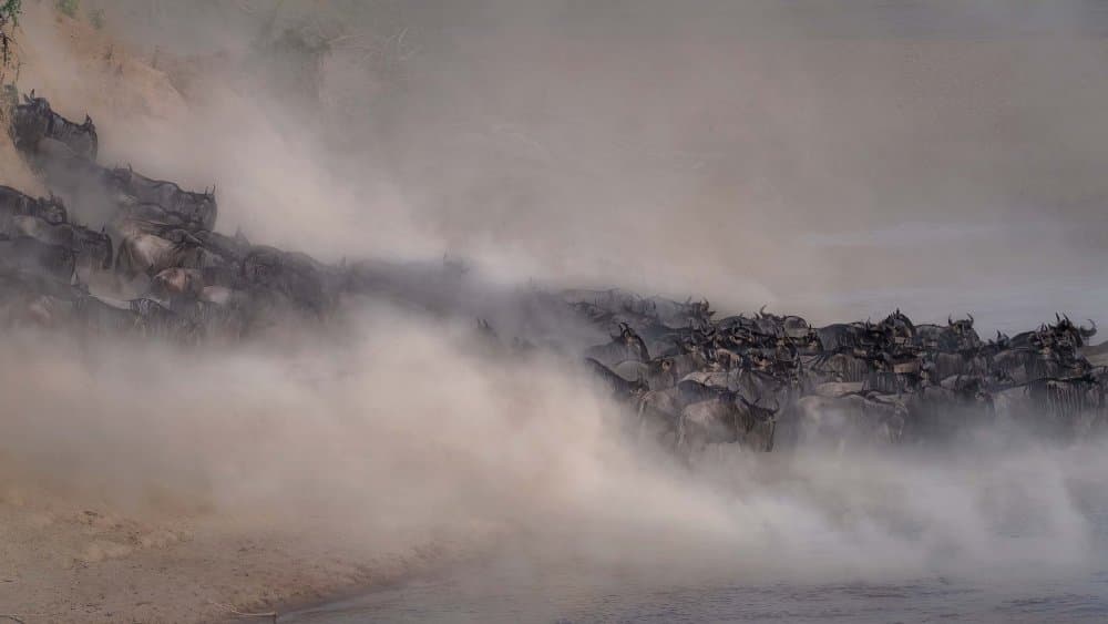 Wildebeest River Crossing by Jennifer Lu — canvas wall art