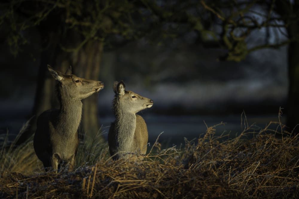 Watchful Forest Deer by Radojica Jevric fotorax — canvas wall art