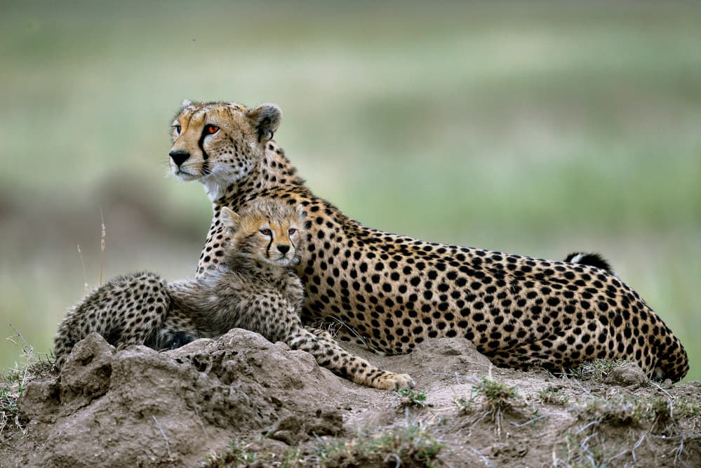 Cheetah Mother and Cub by Giuseppe DAmico — canvas wall art