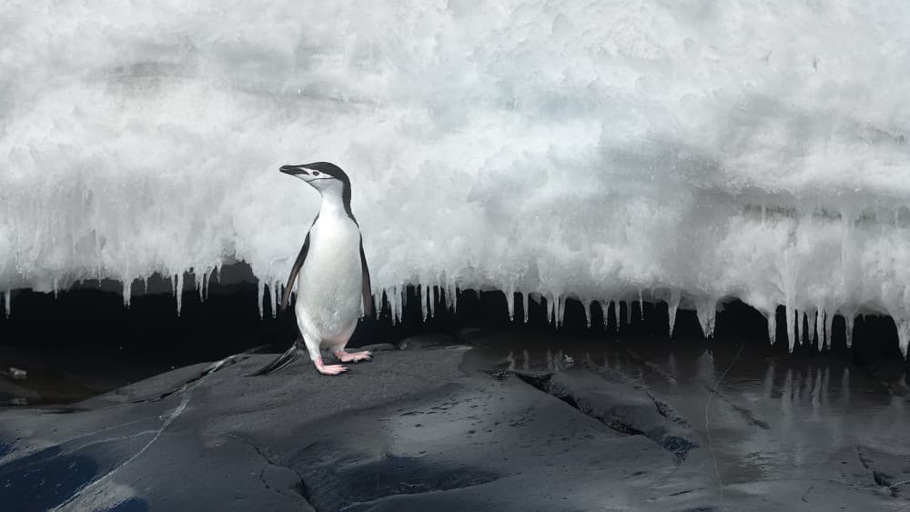 Antarctic Chinstrap Penguin by Joan Gil Raga — canvas wall art