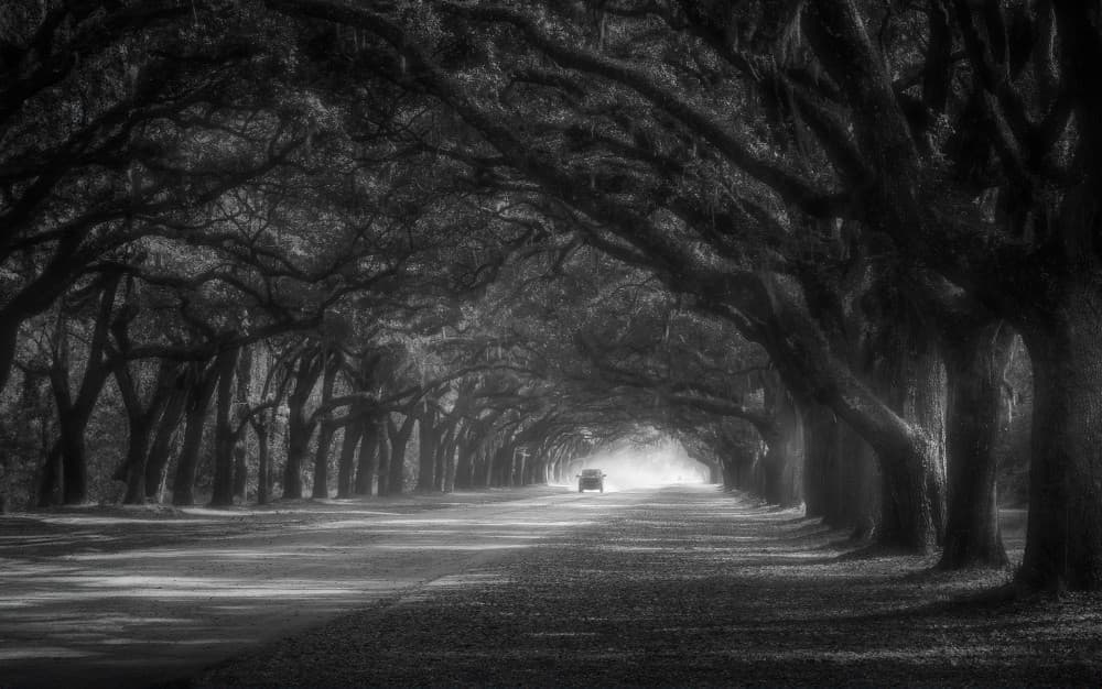 Live Oak Avenue by Ruiqing P. — canvas wall art