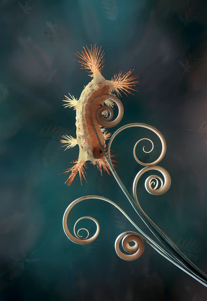 Spiked Creature On Ornate Swirls by Abdul Gapur Dayak — canvas wall art
