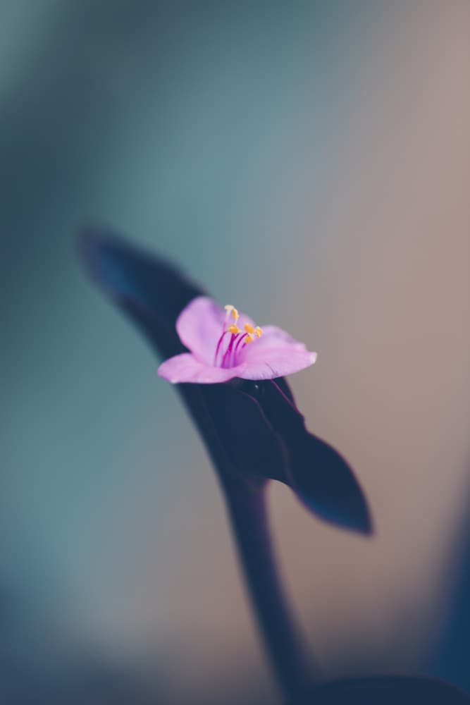 Delicate Pink Bloom by Javier Pardina — canvas wall art
