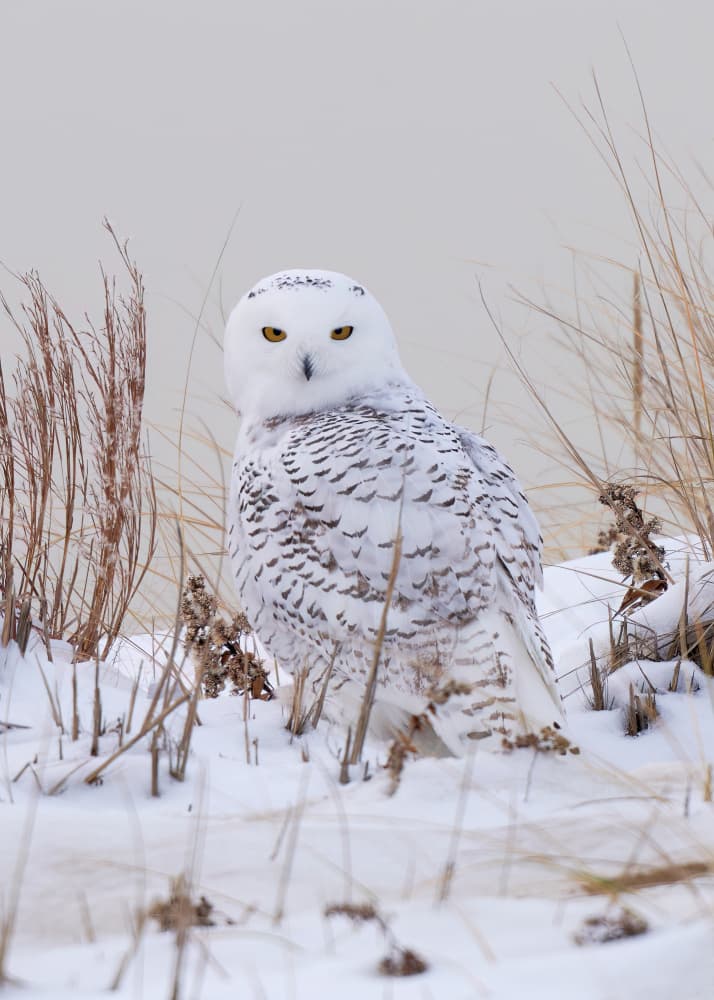 Majestic Snowy Owl by Johnny Chen — canvas wall art