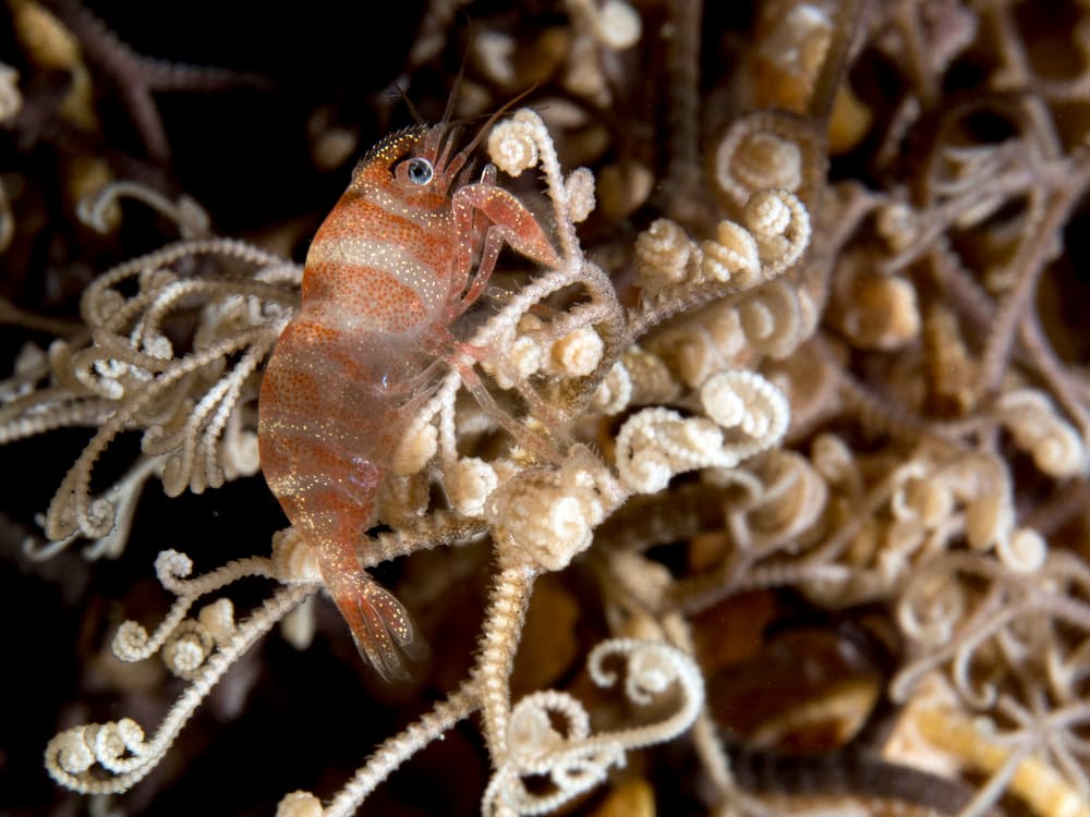 Vibrant Ocean Shrimp by Ilan Ben Tov — canvas wall art