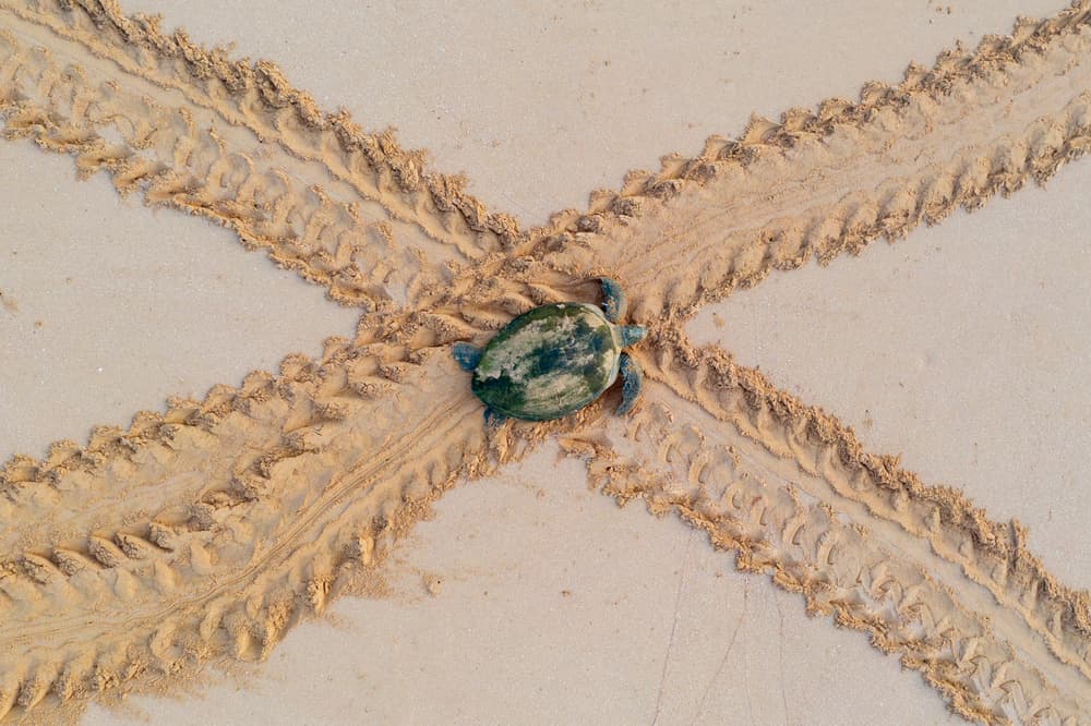 Turtle Crossroad Tracks by Haitham AL Farsi — canvas wall art