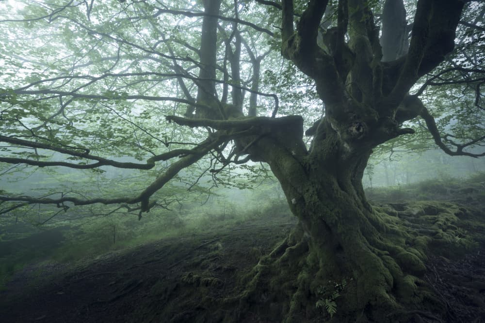 Mysterious Old Tree by Sergio Saavedra Ruiz — canvas wall art