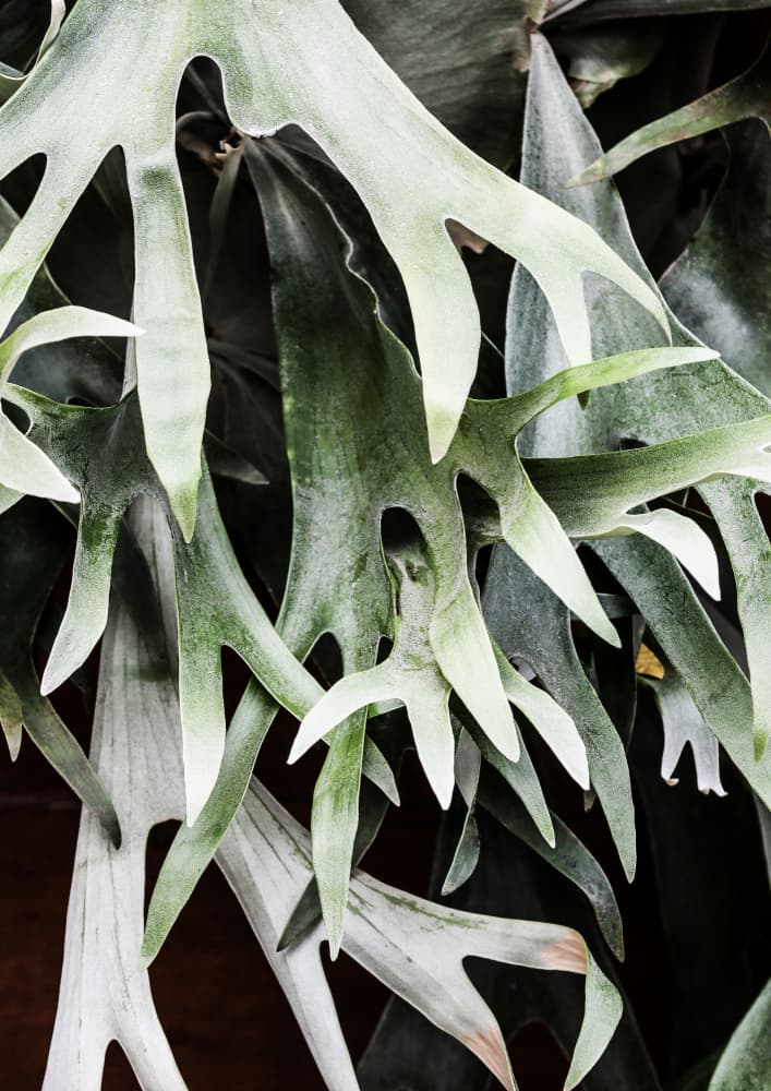 Enchanted Fronds by Shot by Clint — canvas wall art