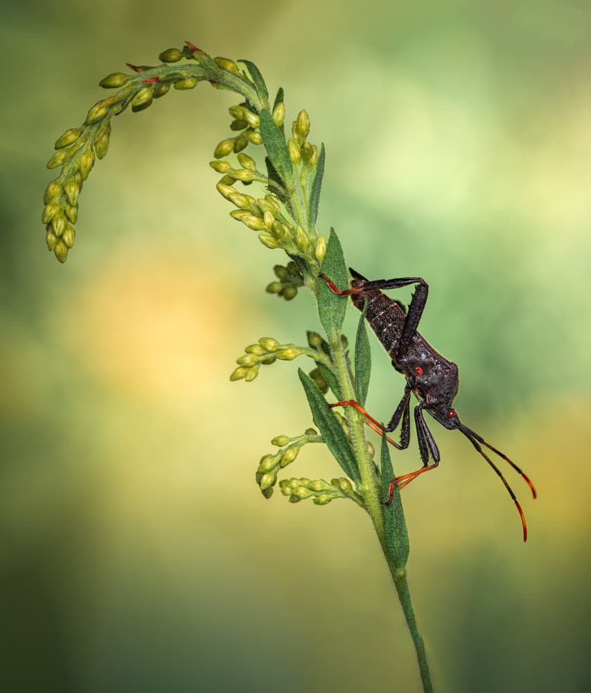 Small Insect Green Plant by Atul Saluja — canvas wall art