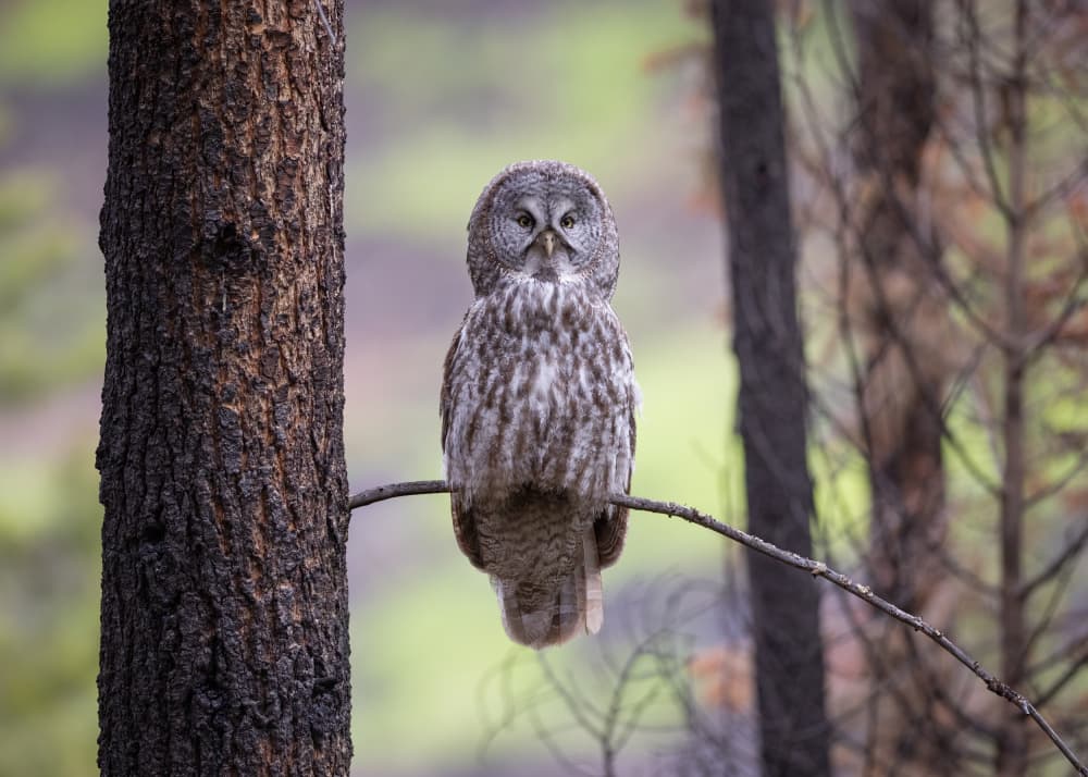 Majestic Forest Owl by Tony Xu — canvas wall art