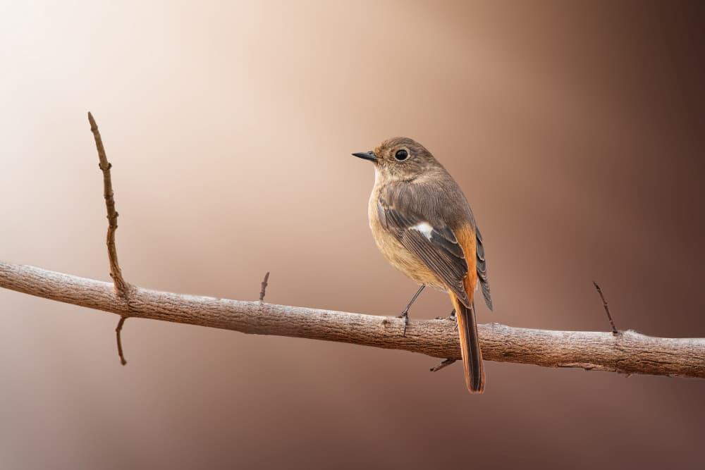 Tranquil Bird on Branch by Takashi Suzuki — canvas wall art