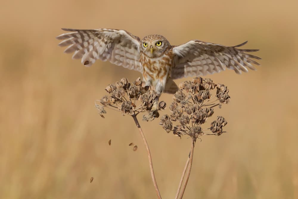 Little Owl Landing by David Manusevich — canvas wall art