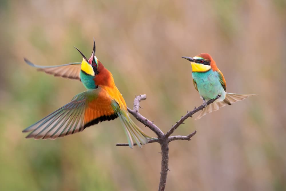 Two Colorful Bee-eaters by TONY GORAN — canvas wall art