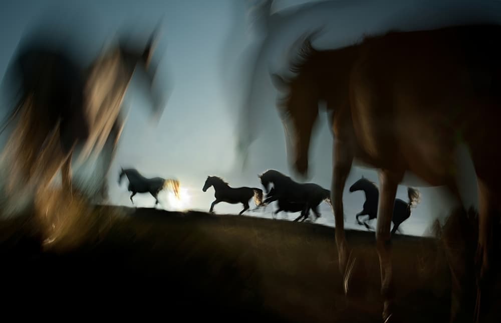 Dynamic Horse Motion by Milan Malovrh — canvas wall art