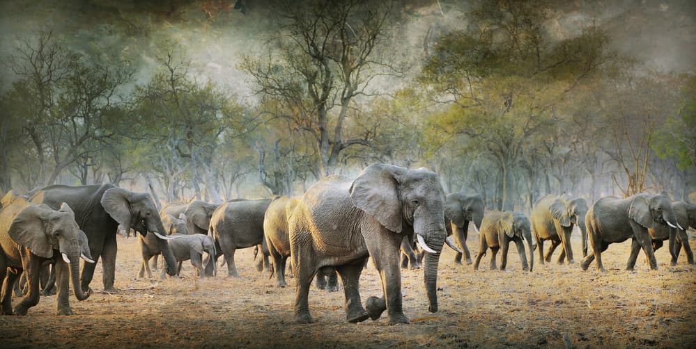 African Elephant Herd by Antonio Grambone — canvas wall art