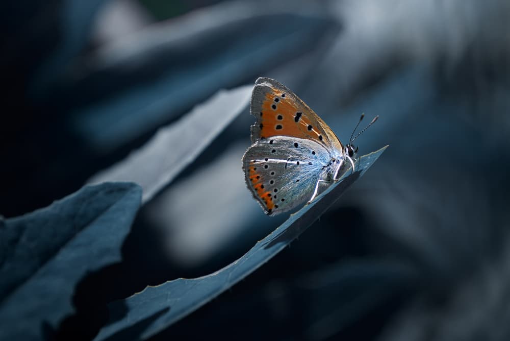 Delicate Blue Orange Butterfly by Andrii Kazun — canvas wall art