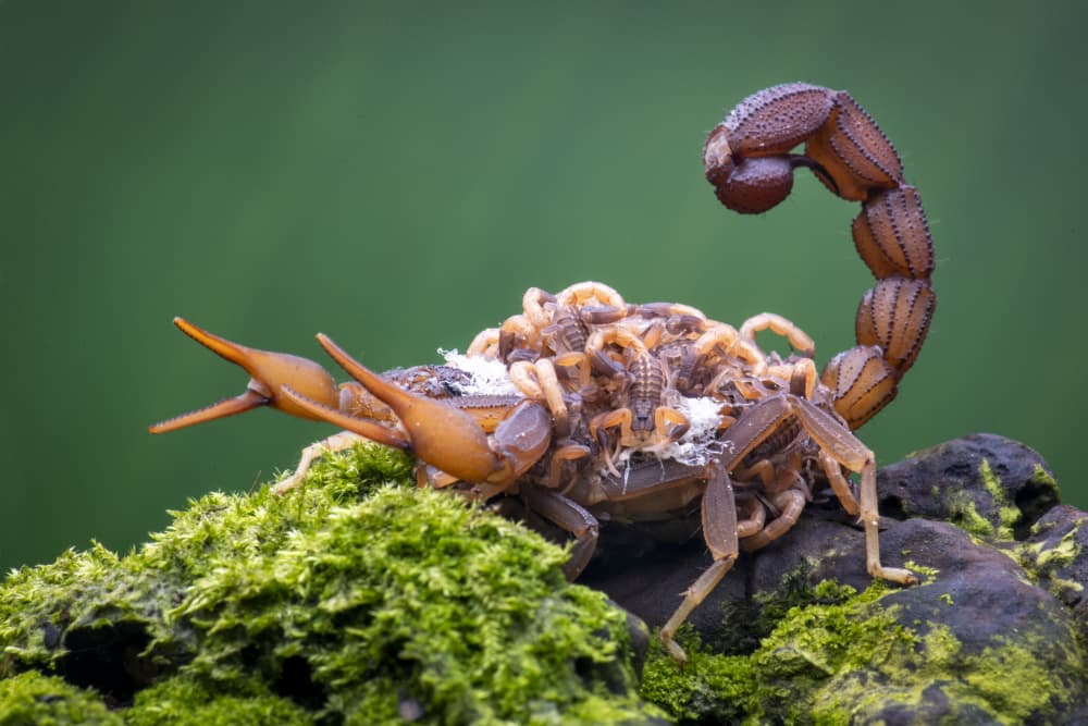 Scorpion Family on Moss by Ajar Setiadi — canvas wall art