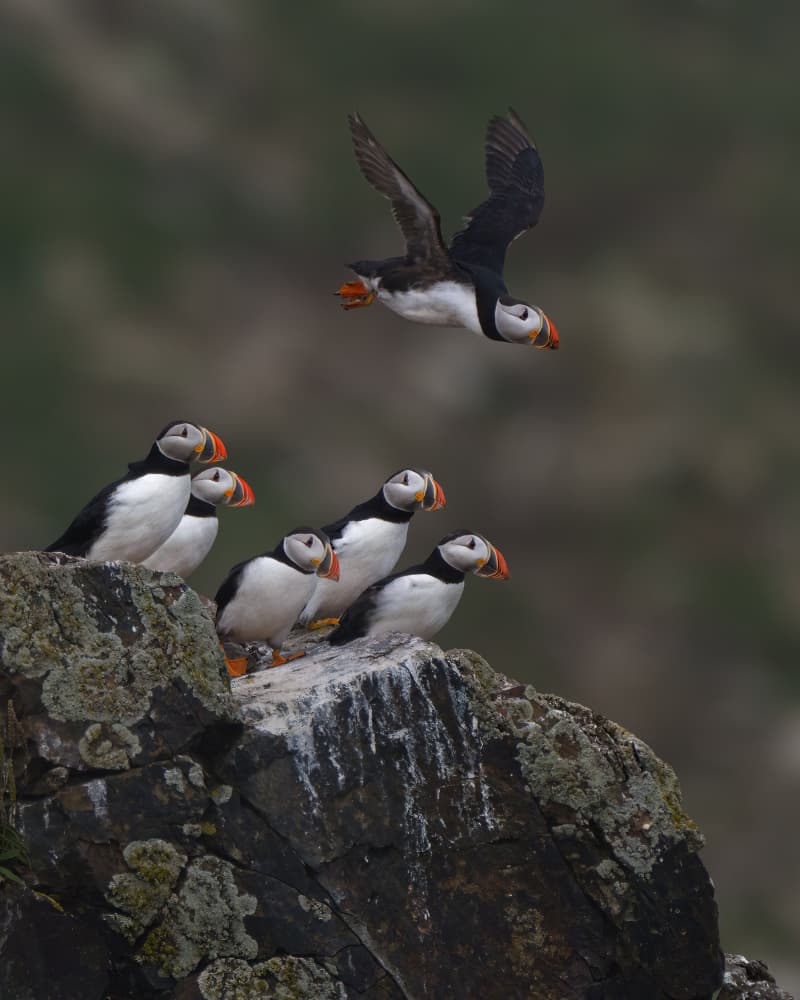 Puffin Landing At Colony by Qing Zhao — canvas wall art