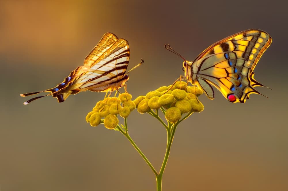 Golden Hour Butterflies by Petar Sabol — canvas wall art