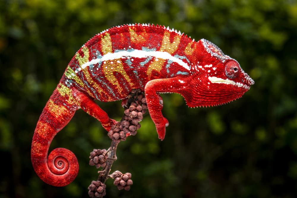 Vibrant Red Chameleon by Ajar Setiadi — canvas wall art