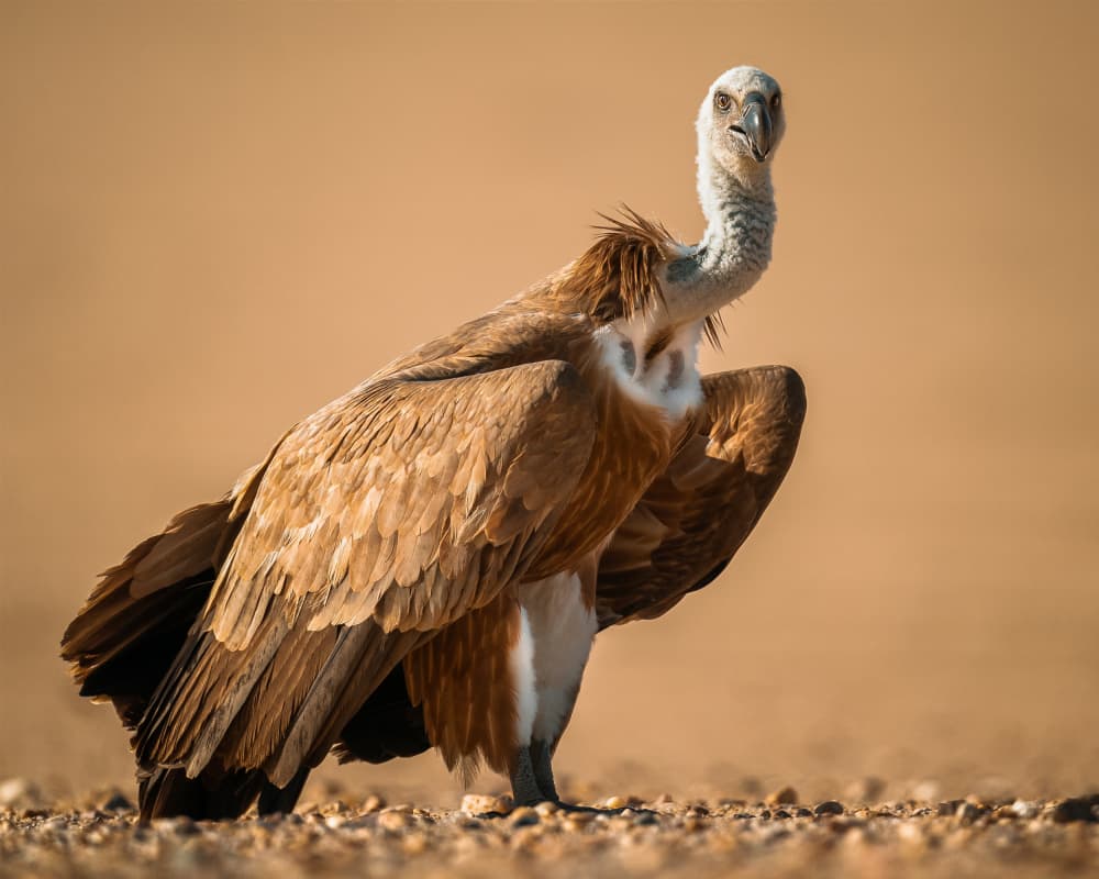 Powerful Desert Vulture by Ahmed Sobhi — canvas wall art