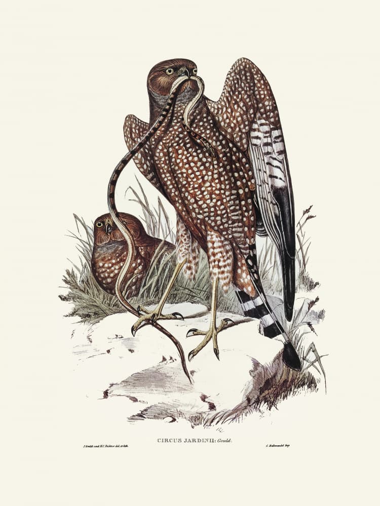Square Tailed Kite by Elizabeth and John Gould — canvas wall art