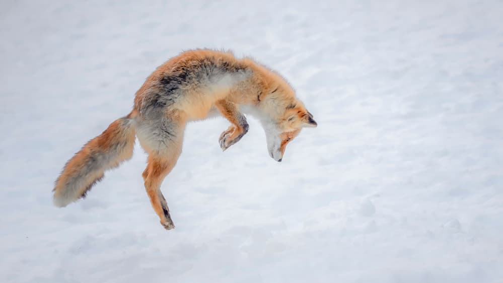 Fox Pouncing in Snow by Fion Wong — canvas wall art