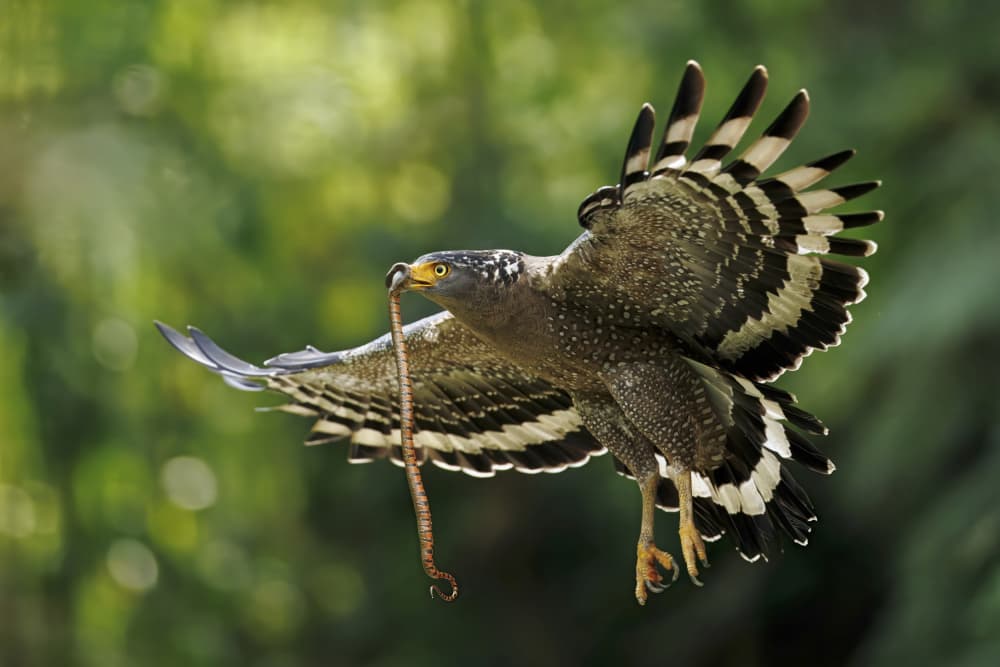 Serpent Eagle with Snake by Gavin Lam — canvas wall art