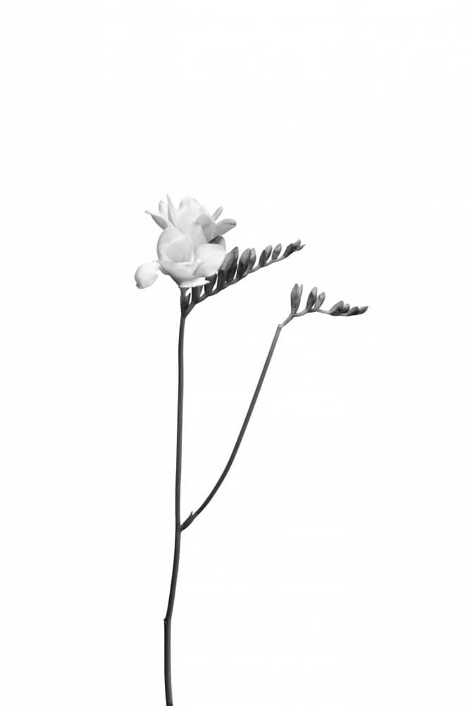 Elegant Freesia Bloom by Melanie Viola — canvas wall art