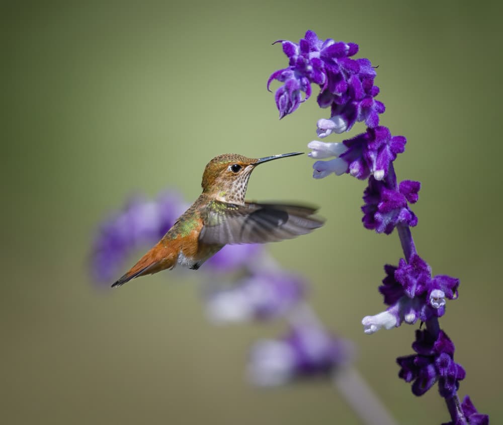 Hummingbird Nectar Sip by Xiaojian Huang — canvas wall art
