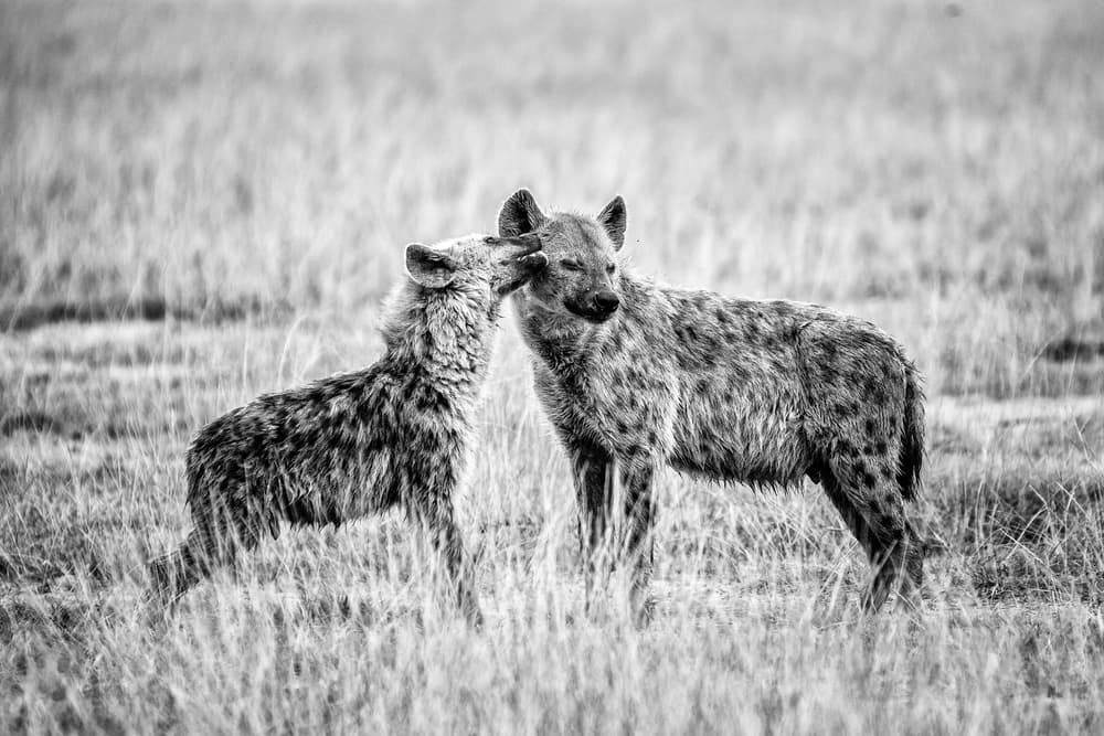 Spotted Hyena Affection by Vedran Vidak — canvas wall art