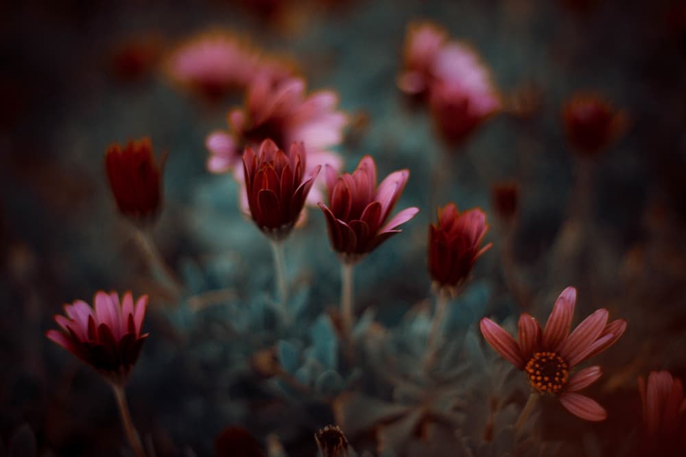 Moody Garden Blooms by Farid Kazamil — canvas wall art