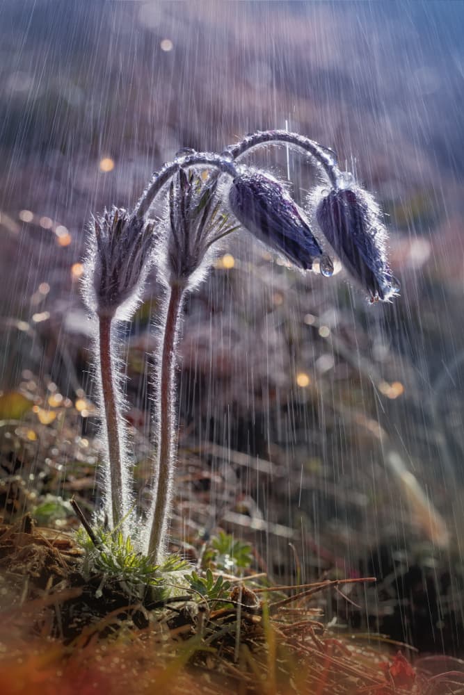 Spring Rain Flowers by Fabrizio Daminelli — canvas wall art