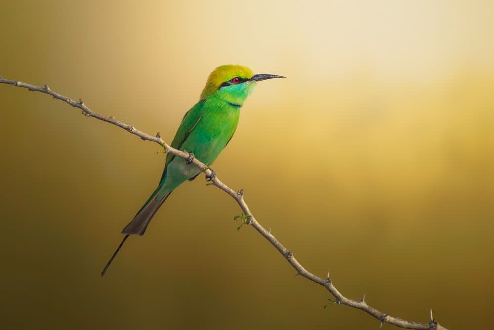 Vibrant Green Bee-eater by Sina Pezeshki — canvas wall art