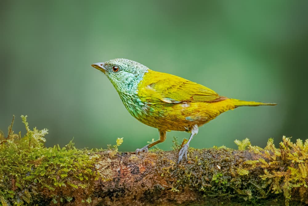 Tropical Green Bird by Siyu_Wei APA — canvas wall art