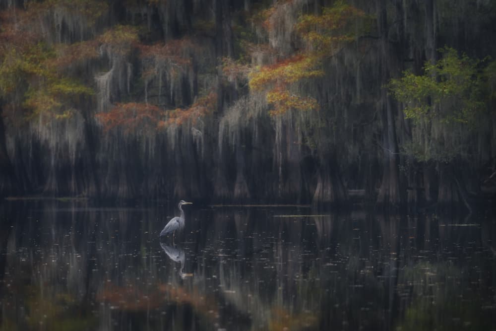 Tranquil Heron Reflection by Roberto Marchegiani — canvas wall art